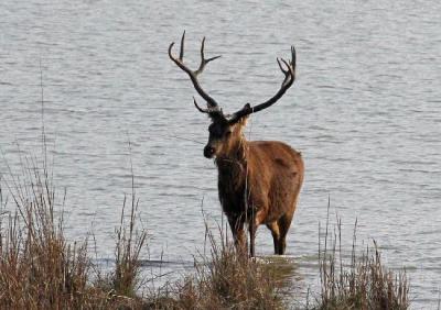 The Jewel of Kanha - Barasingha & Tigers